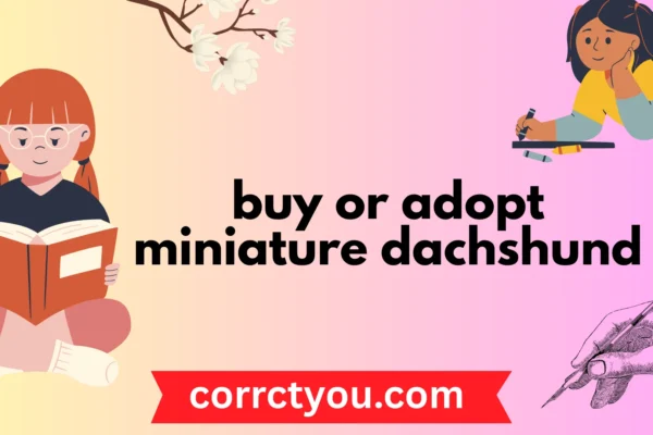 buy or adopt miniature dachshund